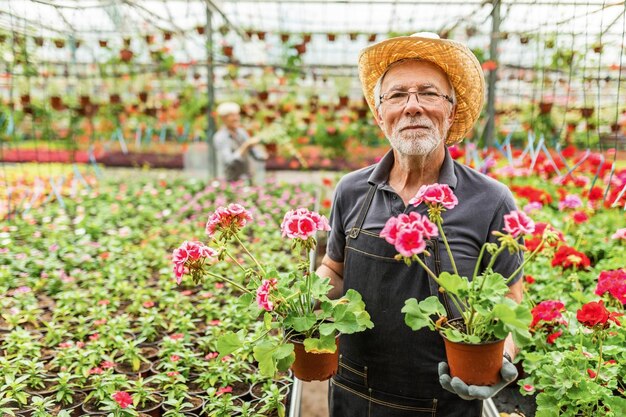Зрелый владелец теплицы держит цветы в горшках и смотрит в камеру в питомнике растений