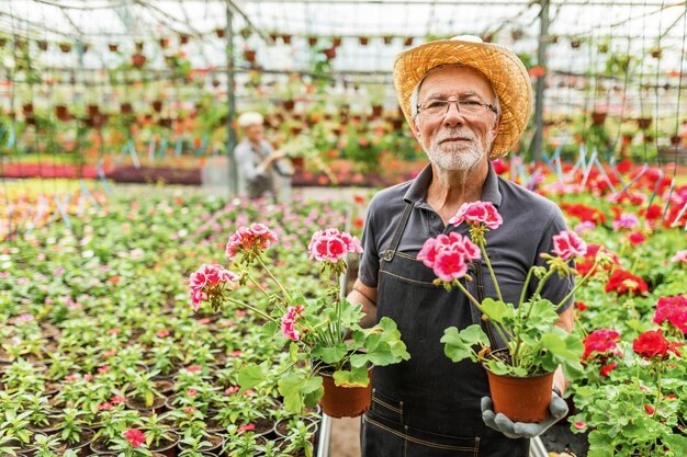 Mature greenhouse owner holding potted flowers and looking at camera in plant nursery