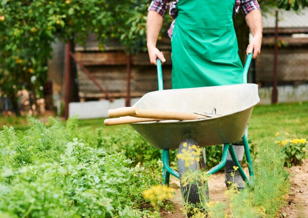 Mature man pushing metal wheelbarrow between crops