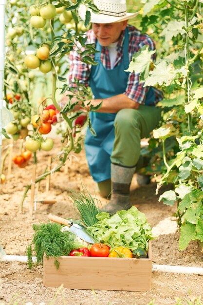 Mature man during work in greenhouse
