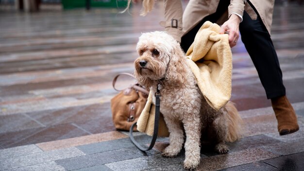 雨が降っている間、彼らの散歩中に彼女の犬を乾燥させる成熟した女性