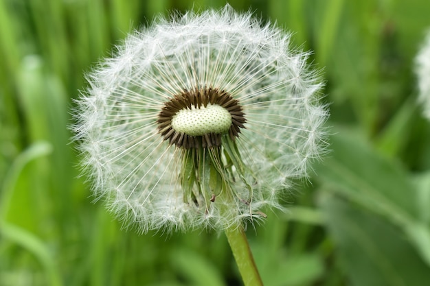 Bunga dandelion