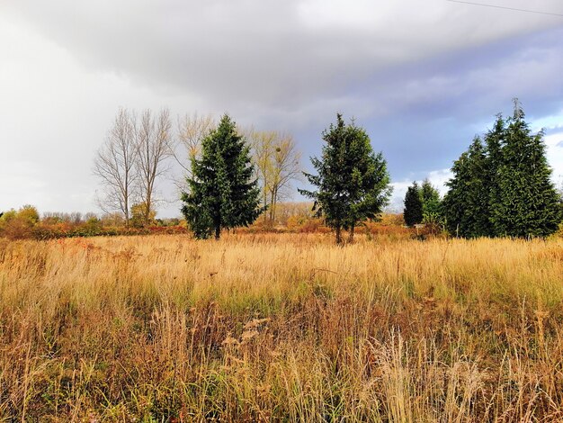 폴란드에서 가을 동안 흐린 하늘 아래 잔디와 나무에 덮여 초원