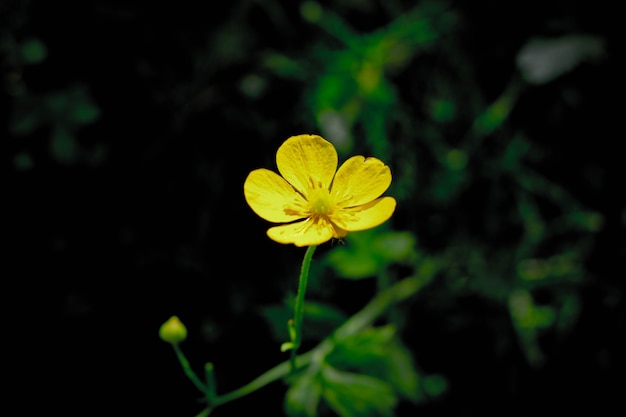 meadow floral bloom summer blooming