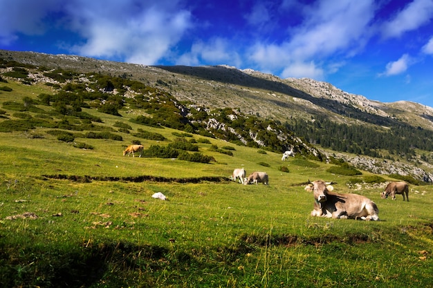  meadow  with cows in summer day
