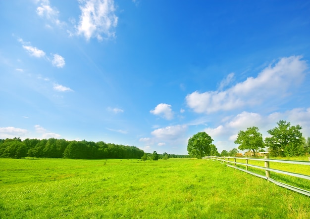 Meadow with trees and a wooden fence