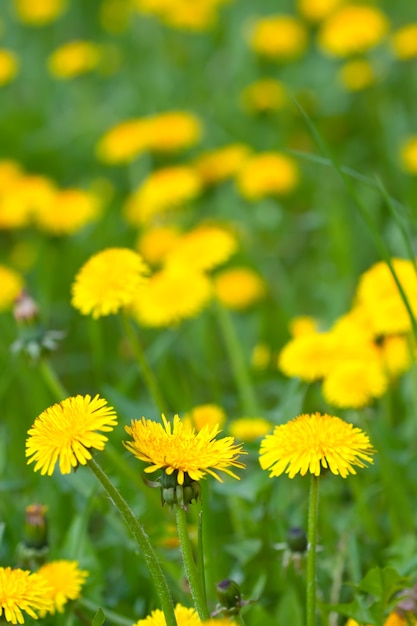 Meadow with yellow dandelions