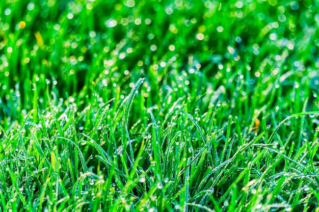 Why is grass green and not blue