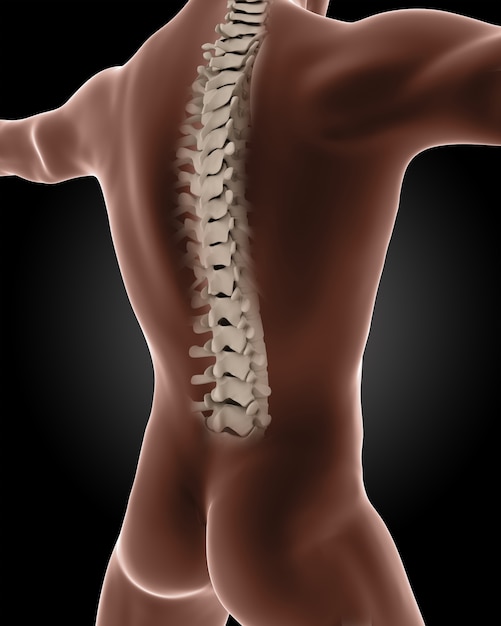 Medical illustration of vertebral column