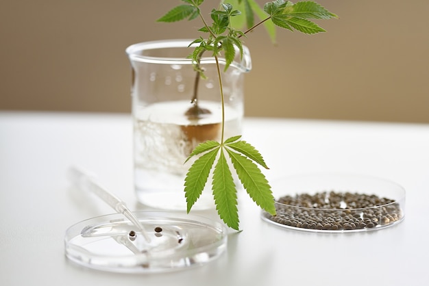 種子から発芽までの大麻種子発芽の段階 大麻の成長期 マリファナの段階セット 印刷用の白い背景に分離された現実的なイラスト プレミアムベクター 種子から発芽までの大麻種子発芽の段階 大麻の成長期 マリファナの段階セット 印刷用の白い背景に分離された現実的なイラスト プレミアムベクター