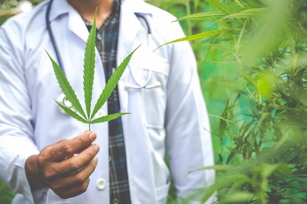 Marijuana medica, concetto di medicina di erbe alternativa