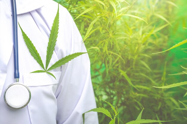 Medical marijuana, alternative herbal medicine concept