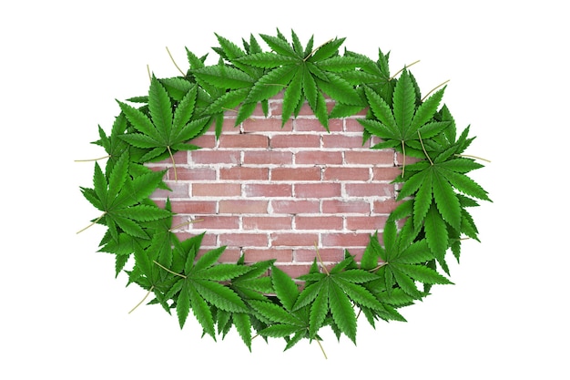 Medical marijuana or cannabis hemp leafs around brick wall with free space for your design on a white background. 3d rendering