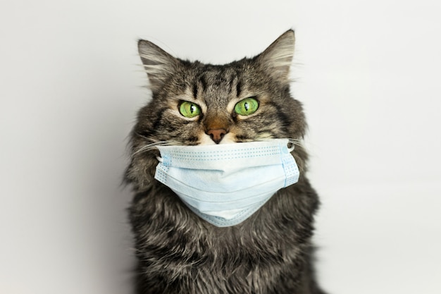 Portrait of a cat in a medical mask on quarantine at home ...