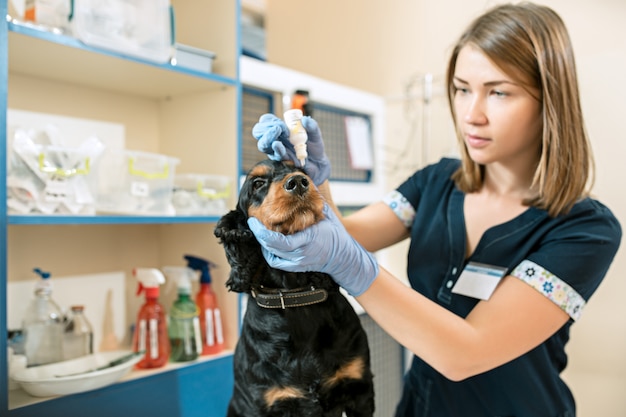 The medicine, pet care and people concept - dog and veterinarian doctor at vet clinic