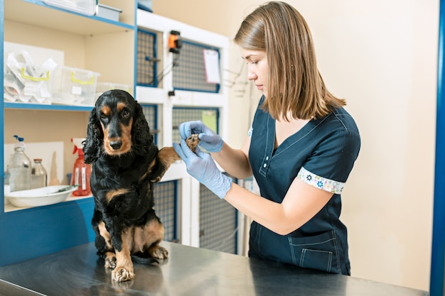 医学、ペットのケア、人々のコンセプト-獣医クリニックでの犬と獣医の医者