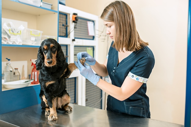 약, 애완 동물 관리 및 사람들이 개념-수의사 클리닉에서 개와 수의사