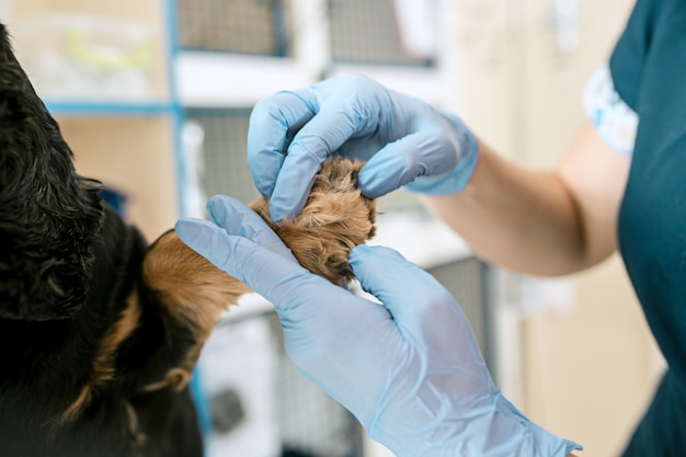 Foto gratuita la medicina, la cura degli animali domestici e il concetto di persone - cane e veterinario medico presso la clinica veterinaria