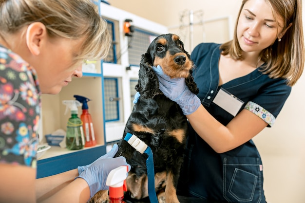 医学、ペットのケア、人々のコンセプト-獣医クリニックでの犬と獣医の医者