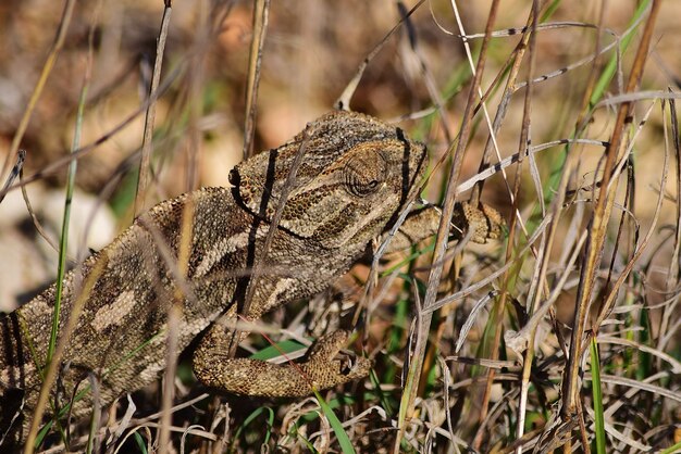 Free photo a mediterranean chameleon basking and walking on garigue vegetation in malta.