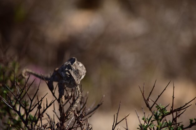 A Mediterranean Chameleon basking and walking on garigue vegetation in Malta.