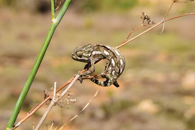 Mediterranean Chameleon gripping on wild fennel.