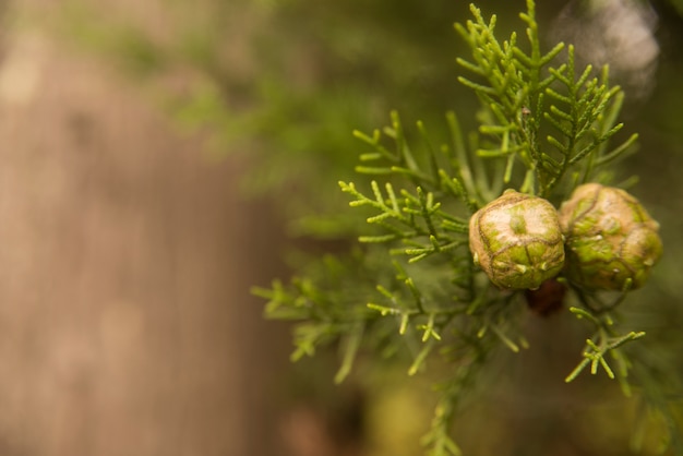 Mediterranean cypress - Cupressus sempervirens Cones on branch