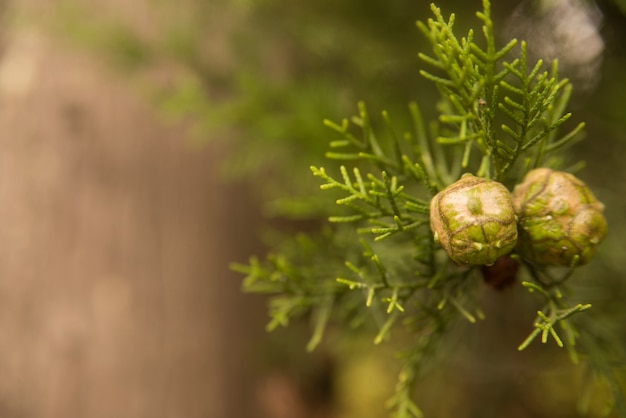 Бесплатное фото Средиземноморский кипарис - cupressus sempervirens конусы на ветке