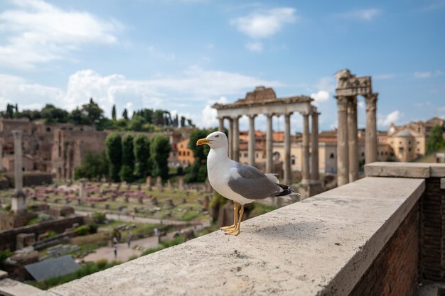 Mediterranean gull seating on stones of roman forum in rome, italy. summer background with sunny day and blue sky