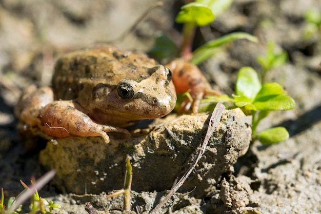 Mediterranean Painted Frog resting in mud and water