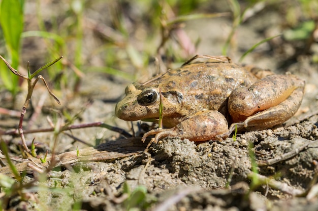 Mediterranean Painted Frog resting in mud and water