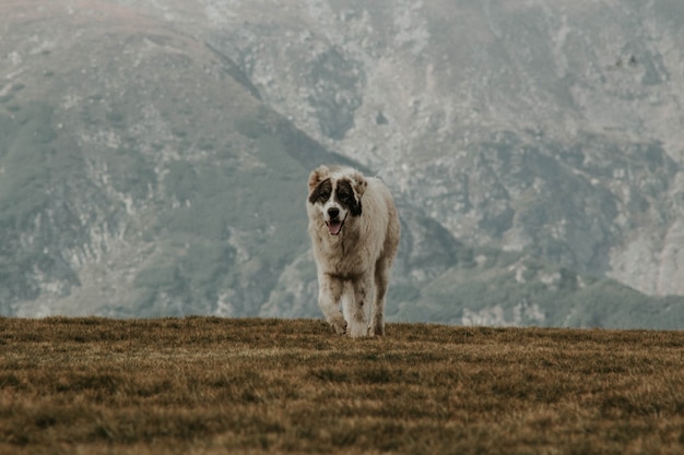 山のある緑の丘にあるミディアムショートコートのグレーと白の犬