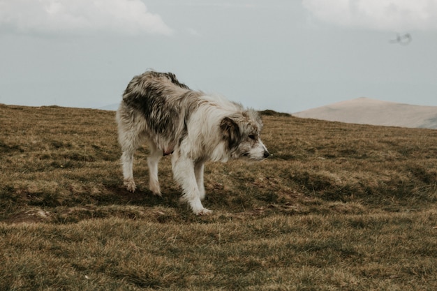 Medium short-coated gray and white dog on a green hill under with mountains