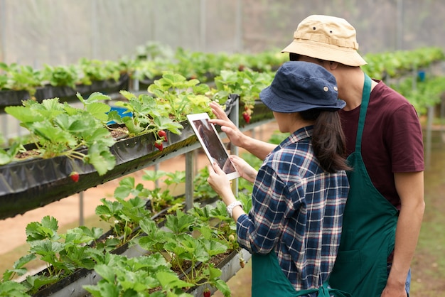 Medium shot of agronomists taking a picture of strawberry with digital tablet