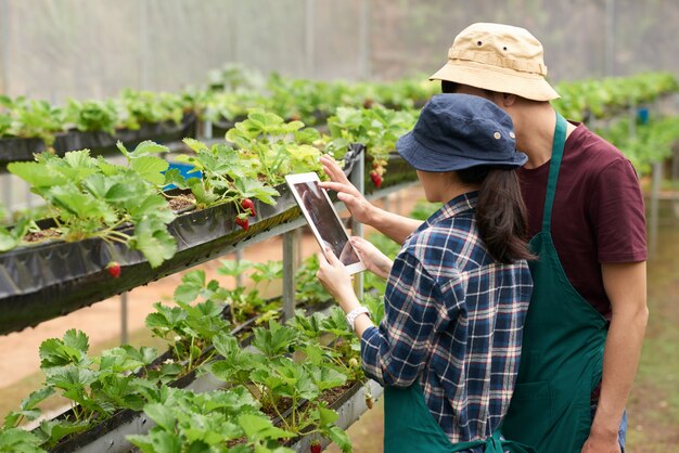 農学者がデジタルタブレットでイチゴの写真を撮るミディアムショット