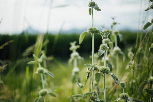 Medium shot chickenclose-up top view grassland plant in pen