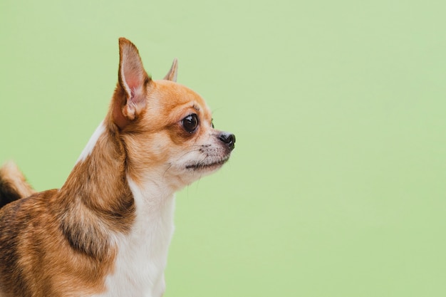 Medium shot of chihuahua dog on green background