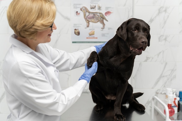 犬の足を持っているミディアムショットの医者