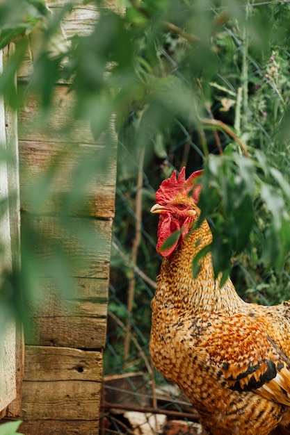 Free photo medium shot rooster in pen