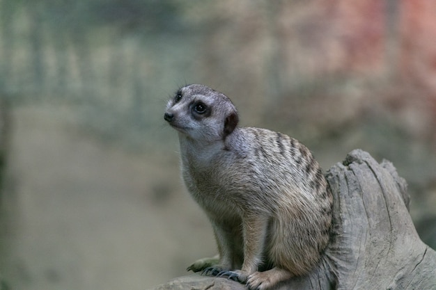 Meerkat sitting on a tree branch in a park