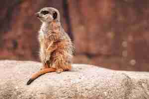 Free photo a meerkat (suricata suricatta) on a rock while looking around