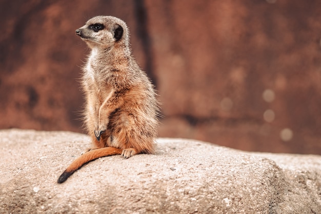 a meerkat (Suricata suricatta) on a rock while looking around