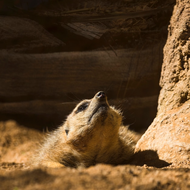 Free photo meerkat