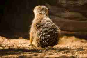 Free photo meerkat