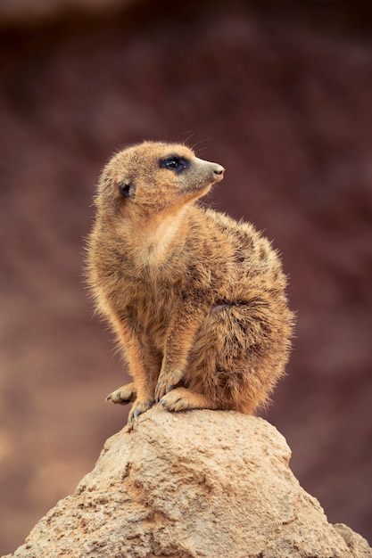 Бесплатное фото meerkat