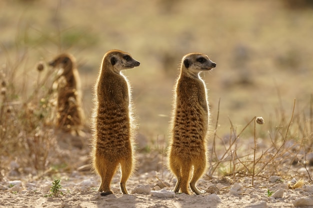 황혼에 경비에 Meerkats