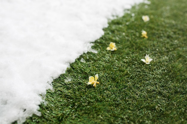 冬と春のコンセプトの背景の間に、白い雪と緑の草と花の出会いがクローズアップされます。