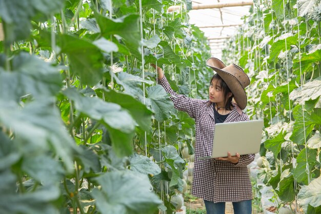 庭のメロン、温室メロン農場で若い女性。温室で育つ日本のメロンの若い芽。