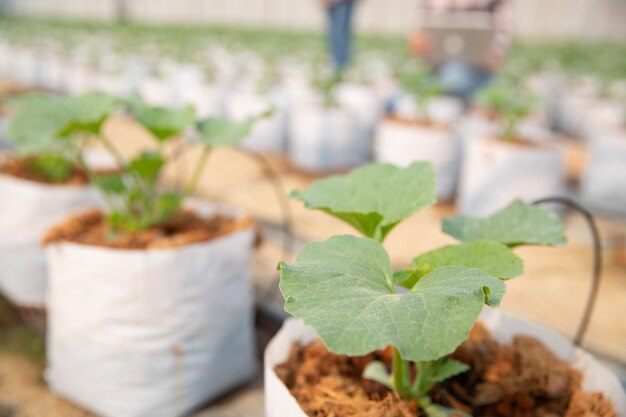 melons plantation