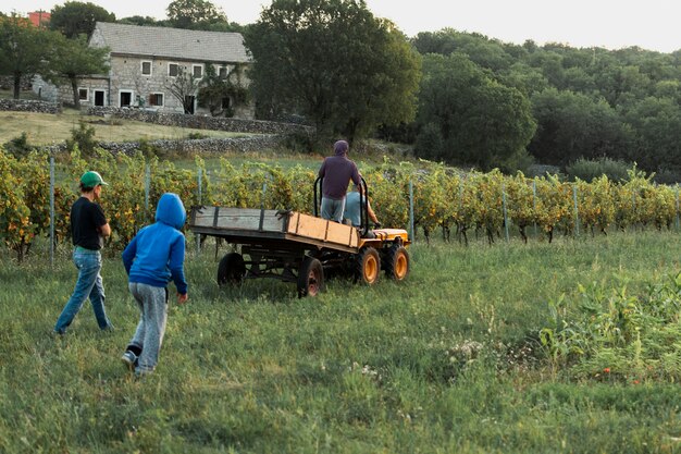 Men collecting grapes in the field